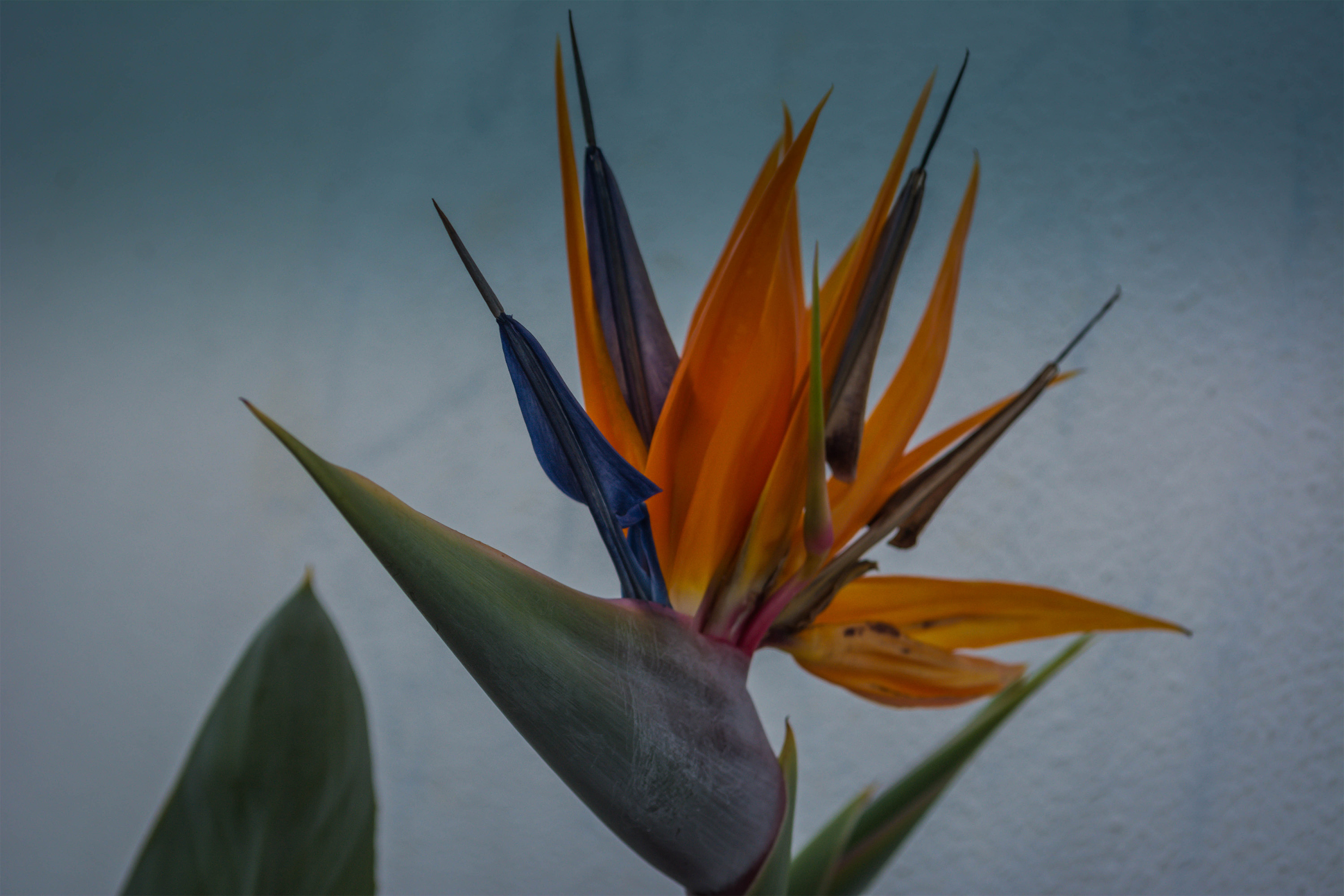 Flower on a Bird of Paridise