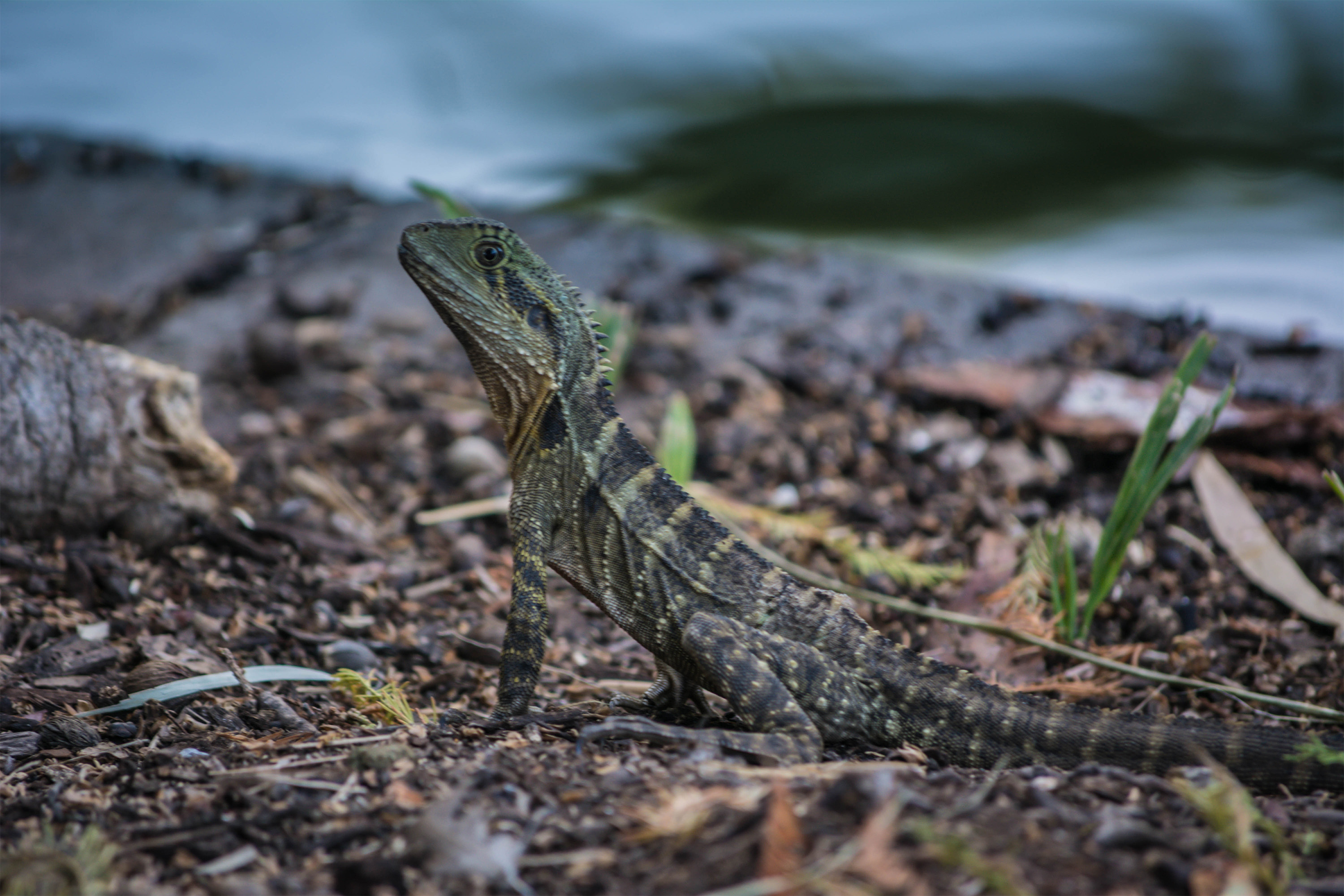 Water Dragons First Steps