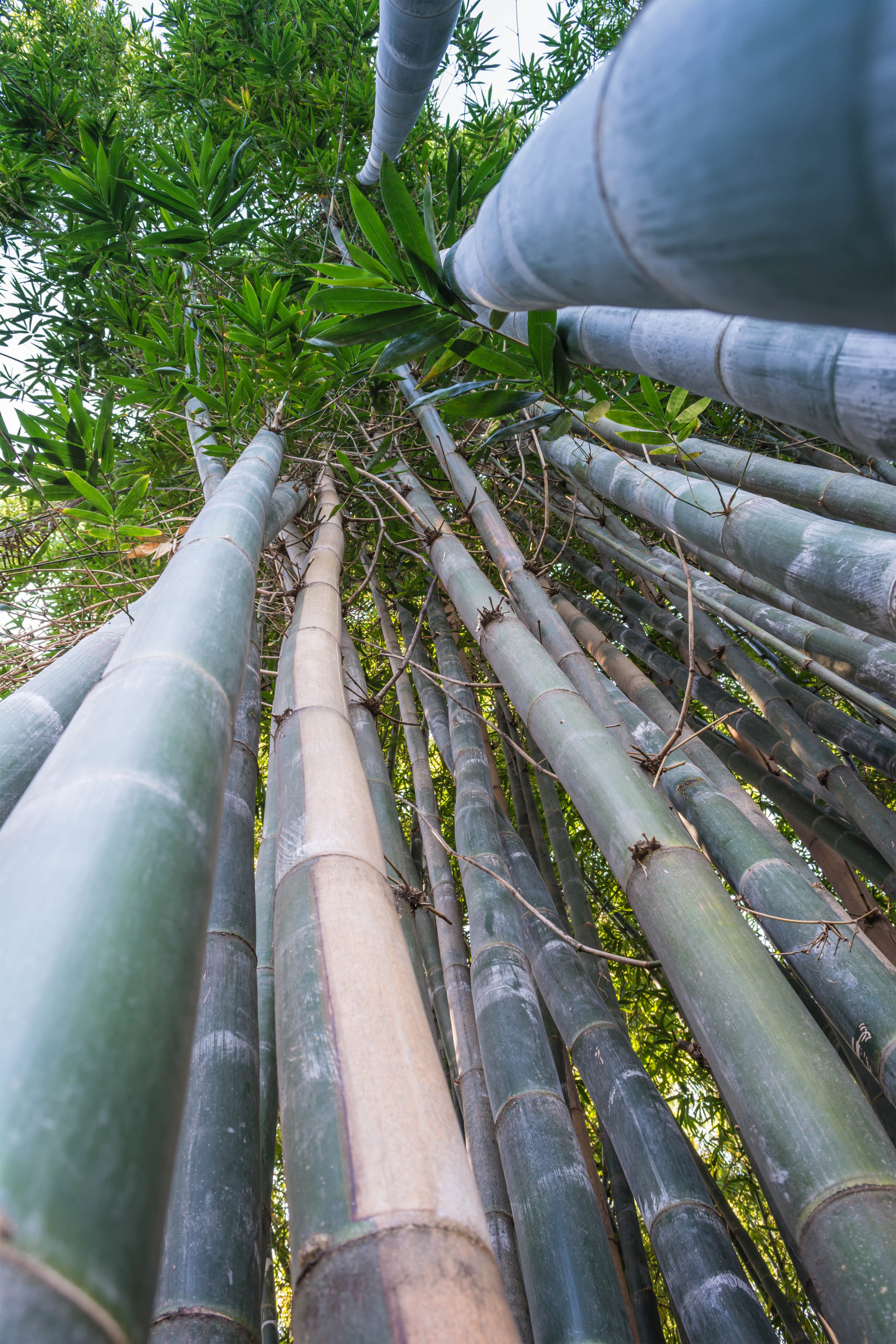 Bamboo Reaching For The Sky