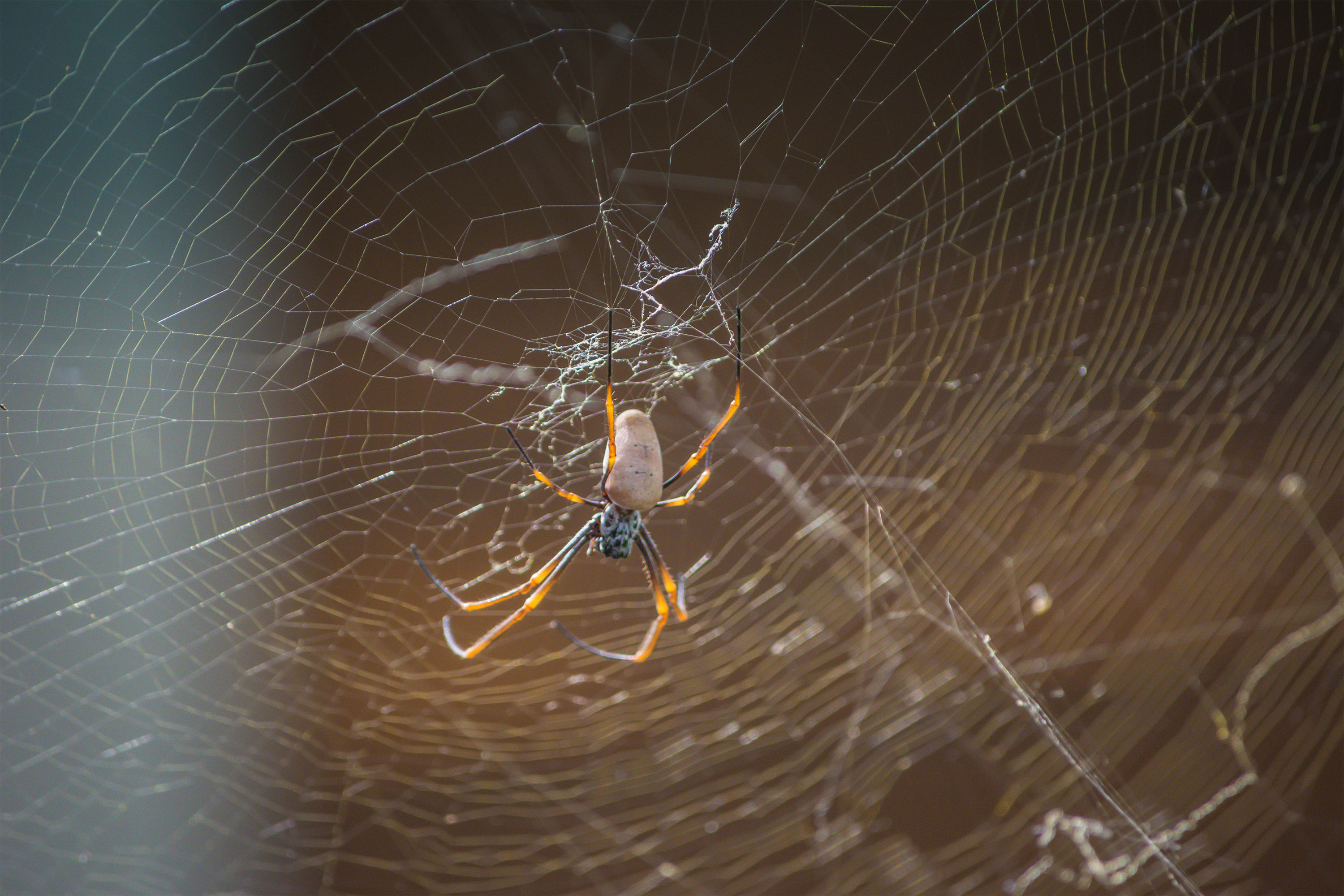 Spider in web.