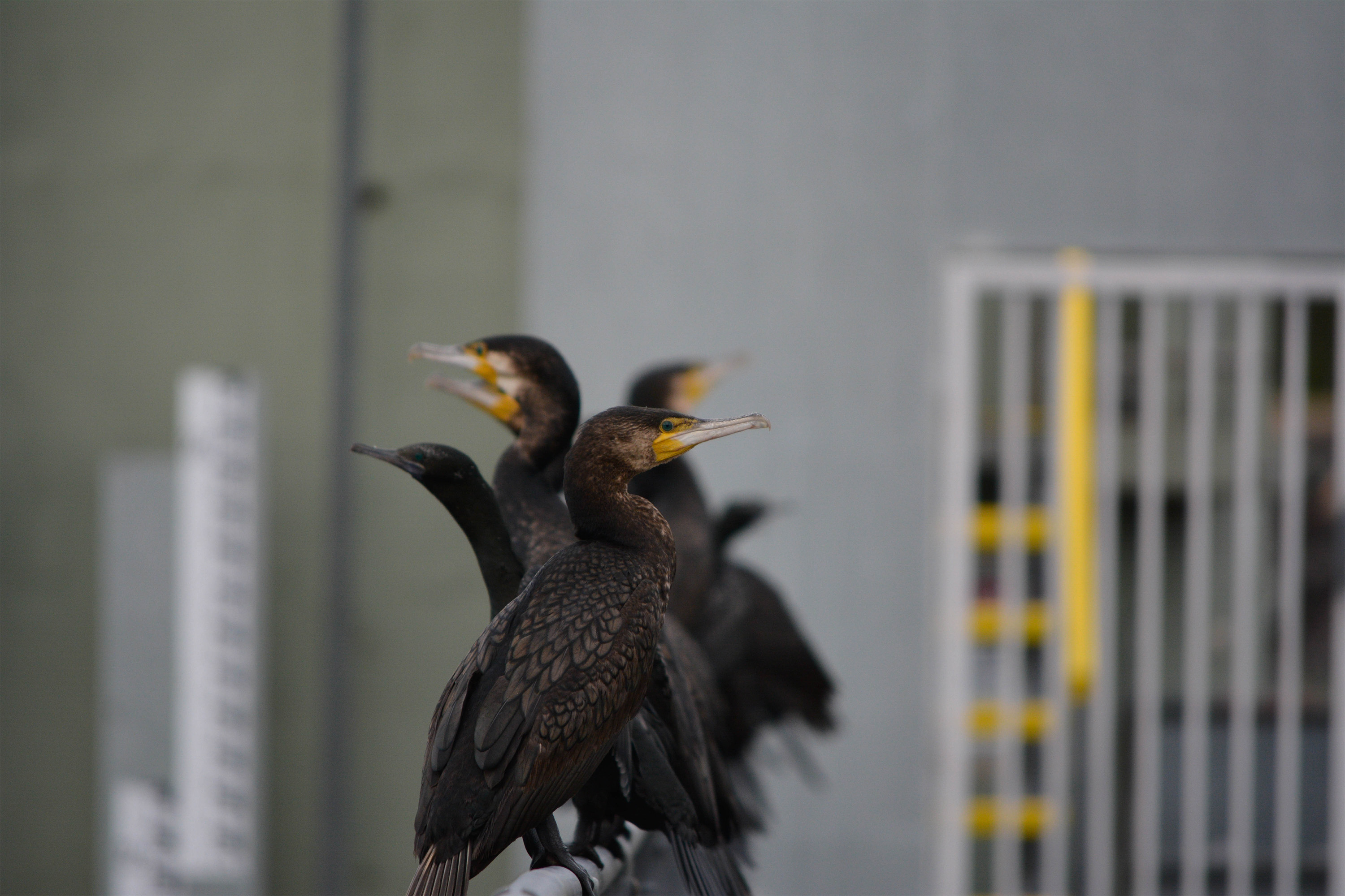 Birds on a railing