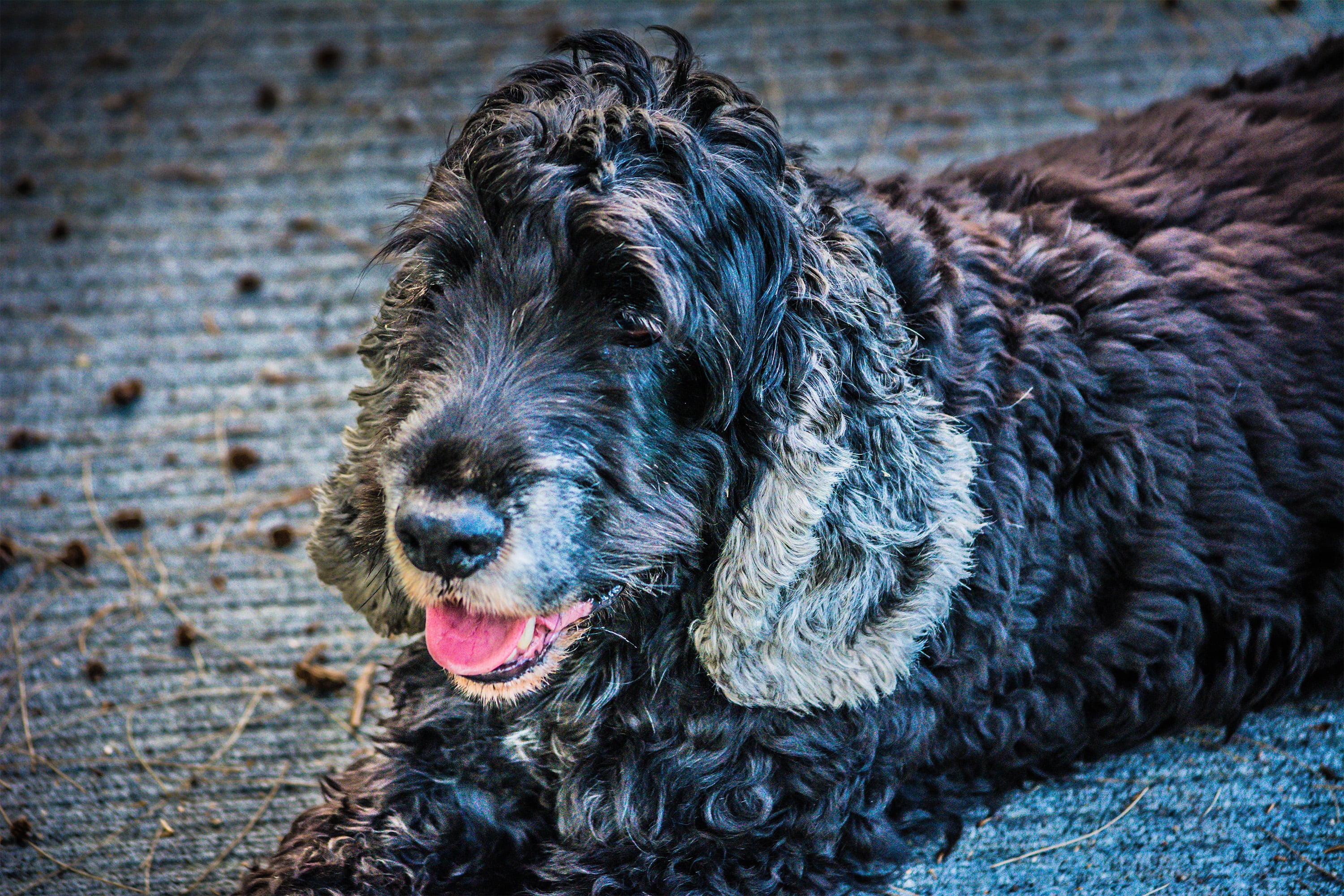 Black Aging Cocker Spaniel Dog