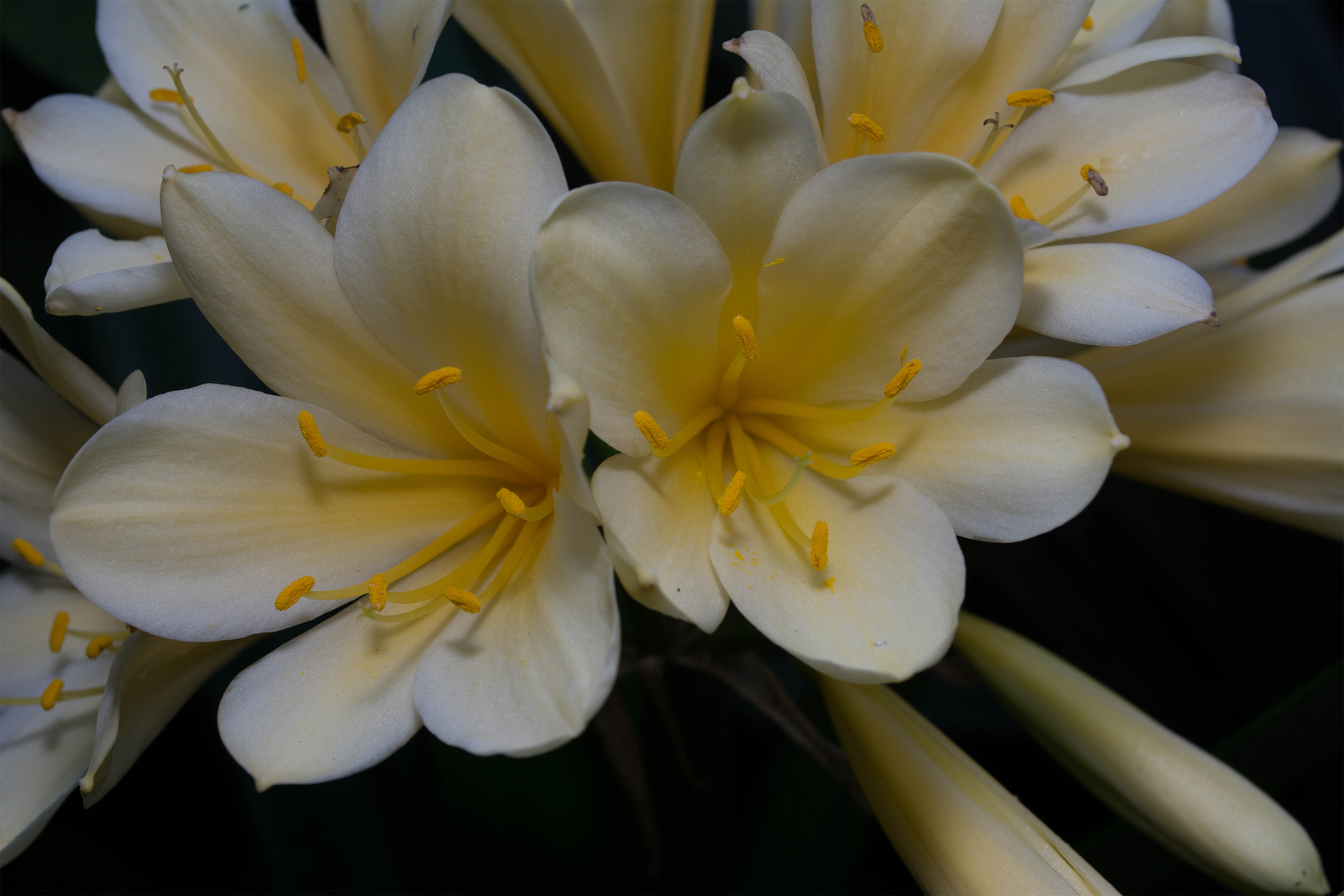 Clivia Miniata var Citrina