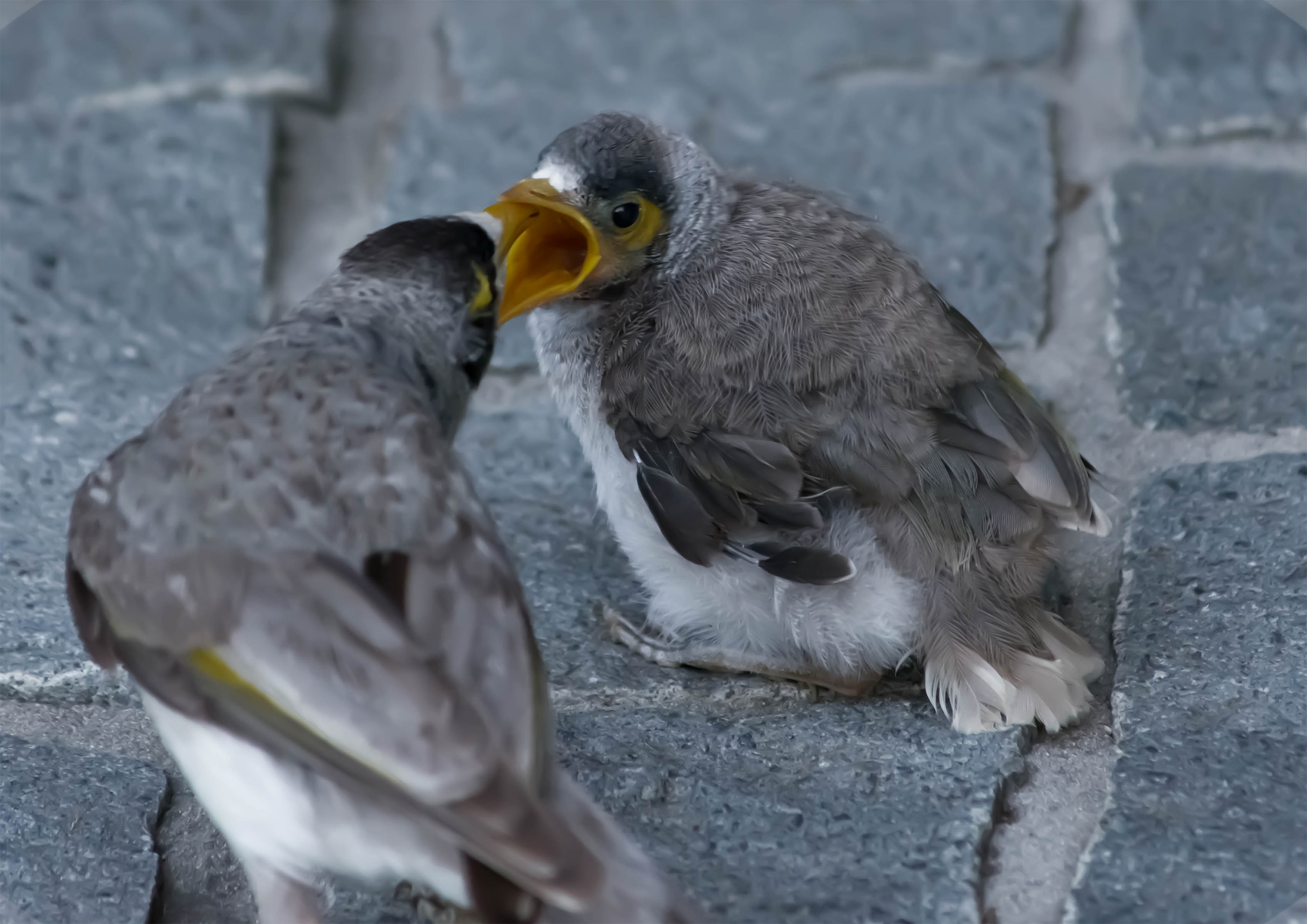 A baby bird being fed by its mother