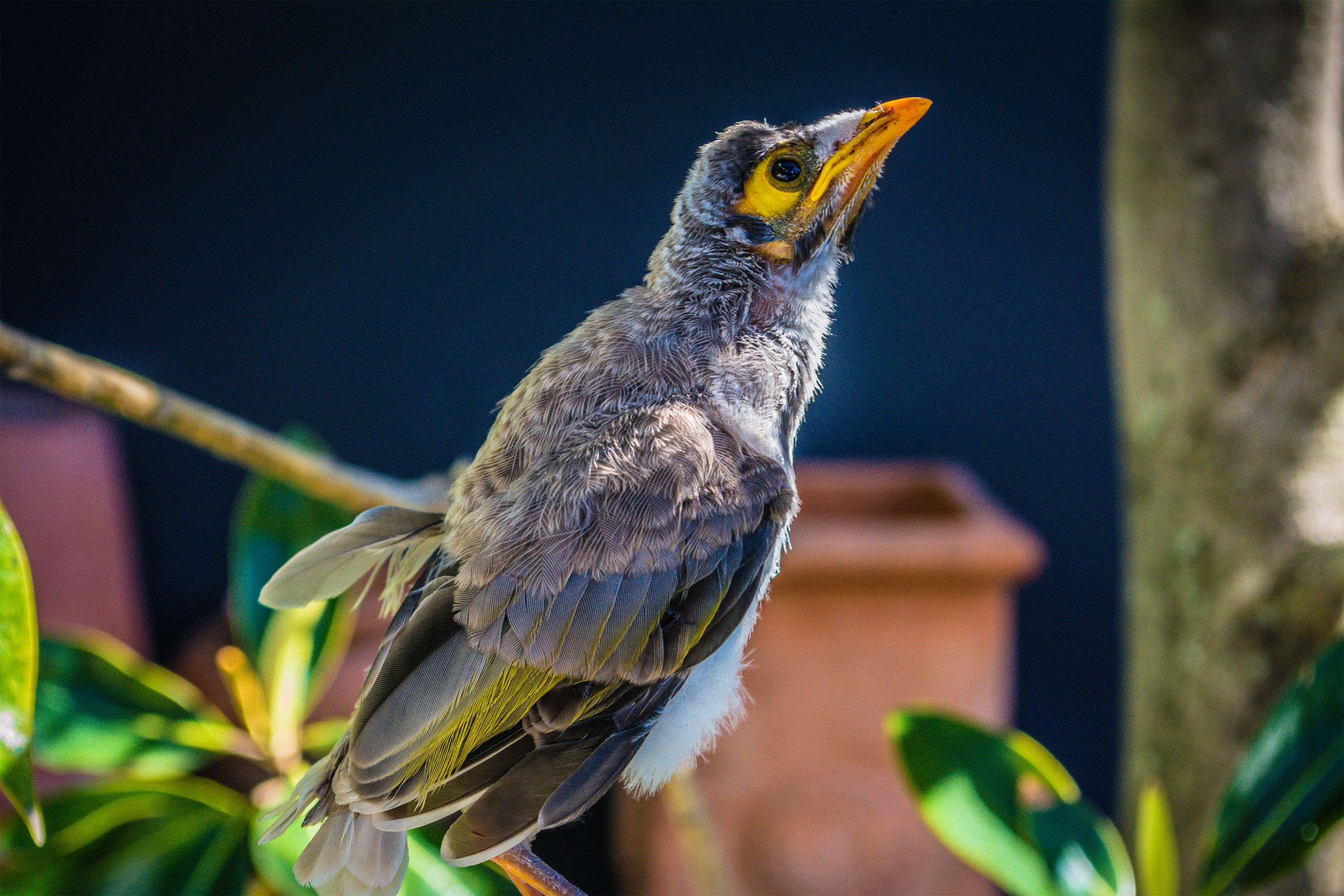 This baby bird landed in our garden and stayed for a few days whilst getting stronger!