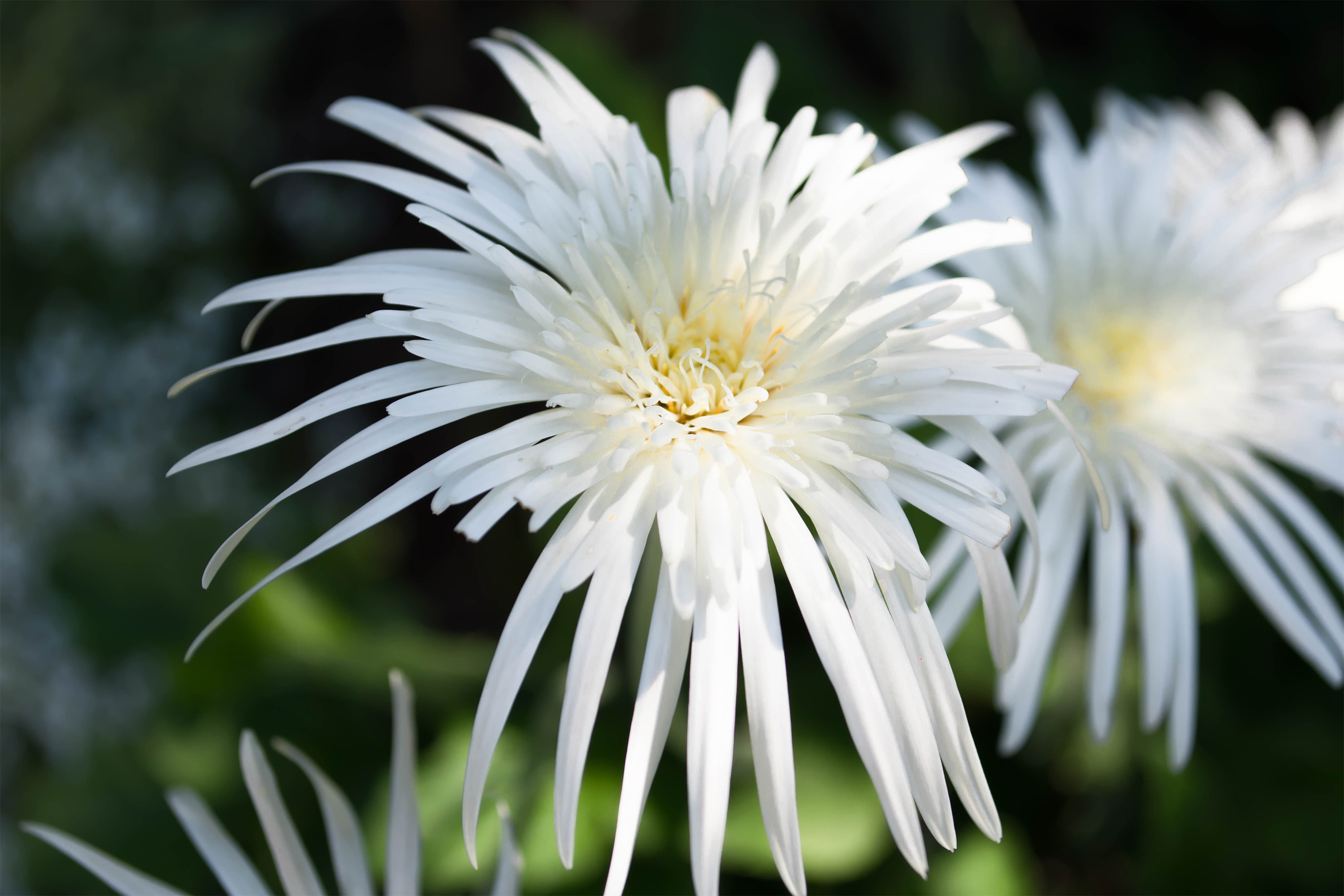 Jeanie's Gerbera