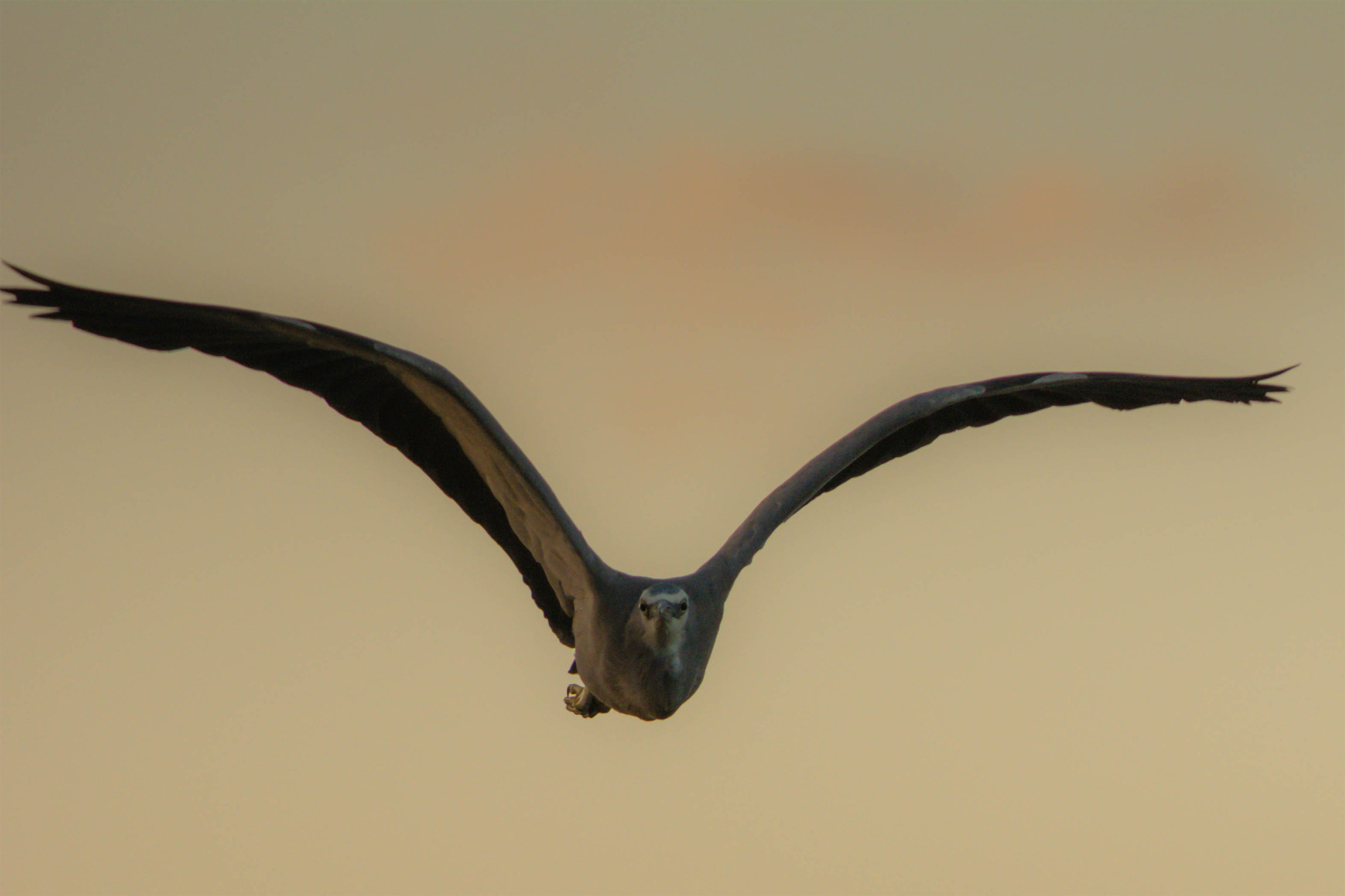Bird Flying Towards The Beach