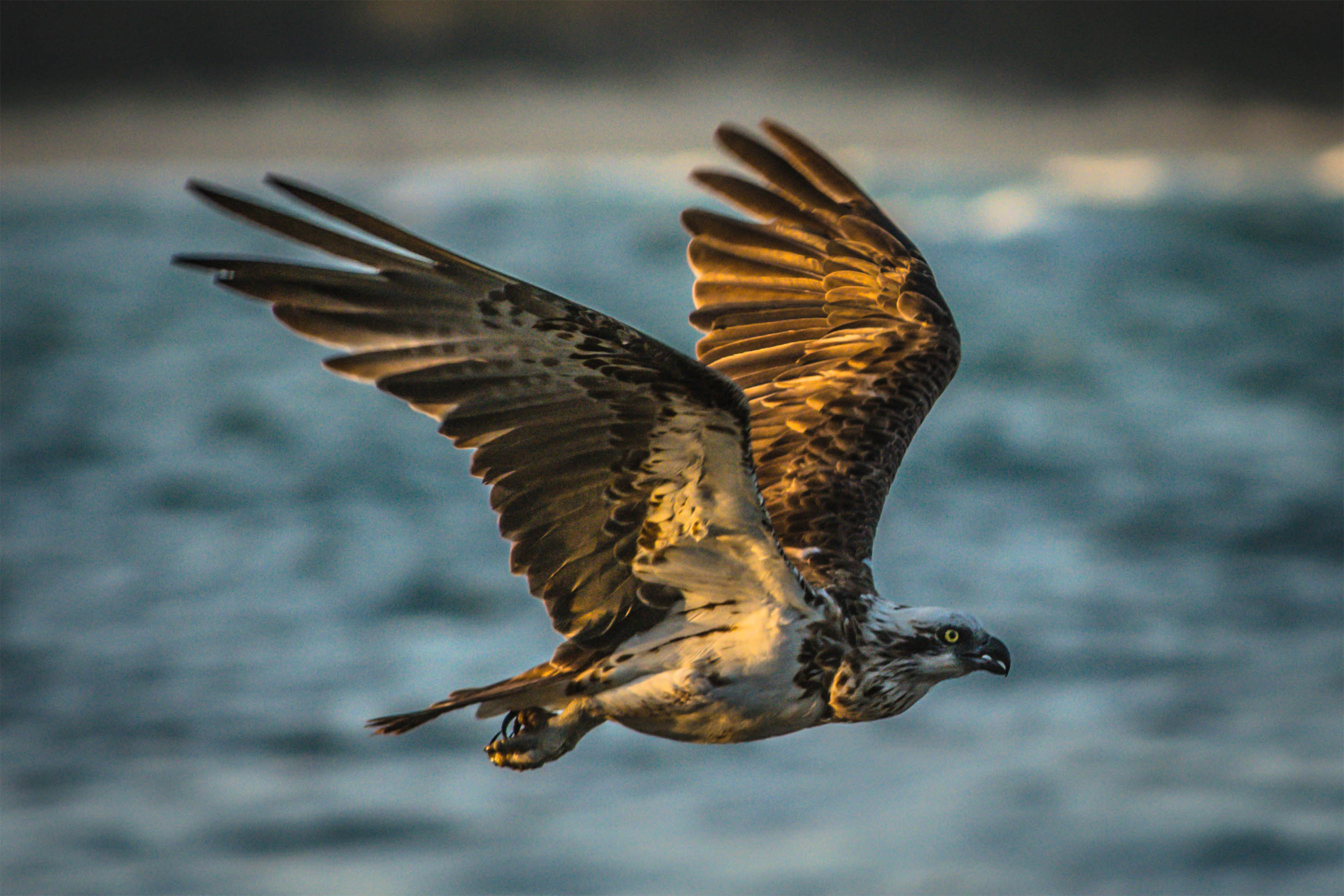 A Bird On A Mission