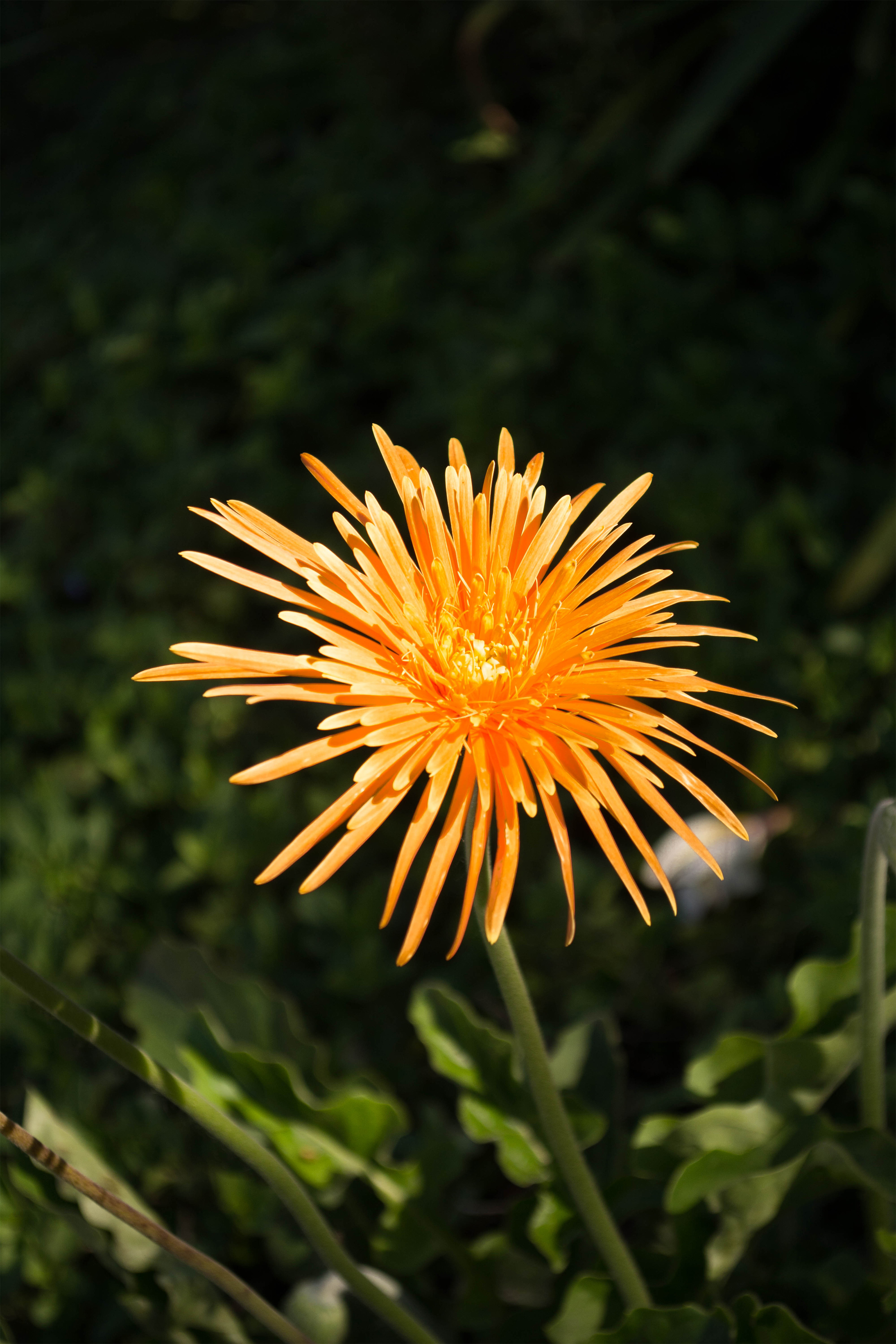 Gerbera