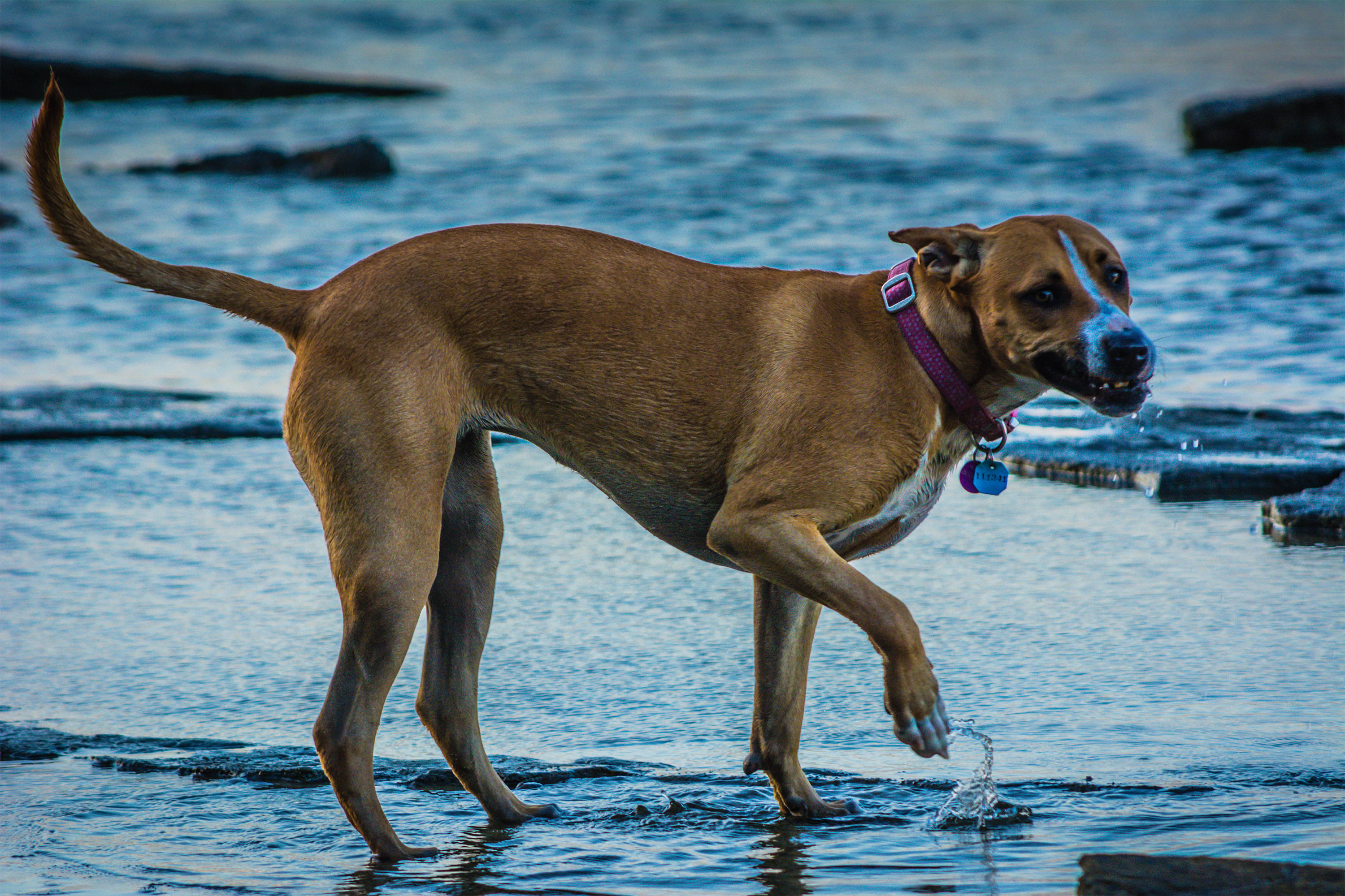 Dog Playing In The Water On The Rocks