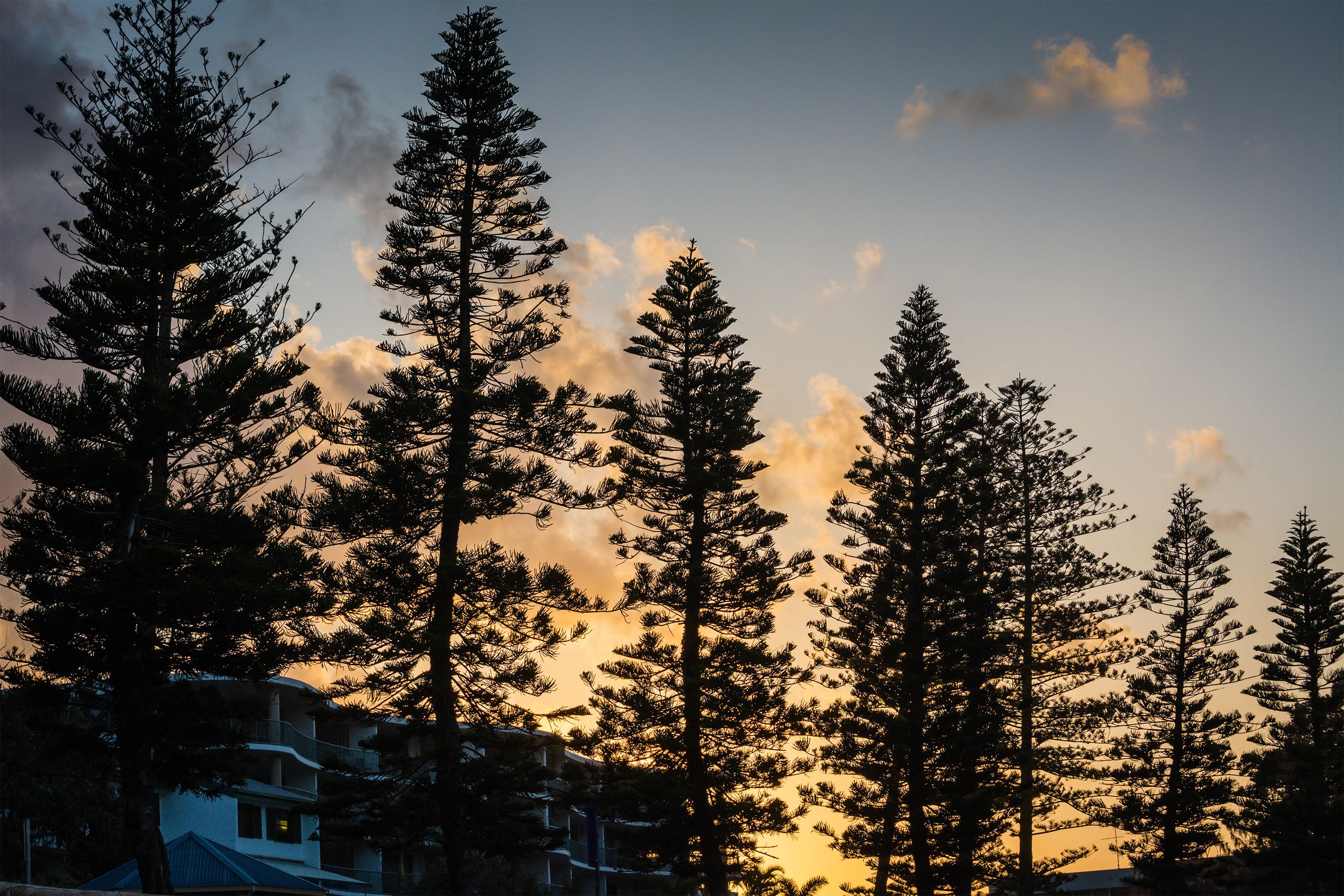 Norfolk Pine tress on Moffat Beach.