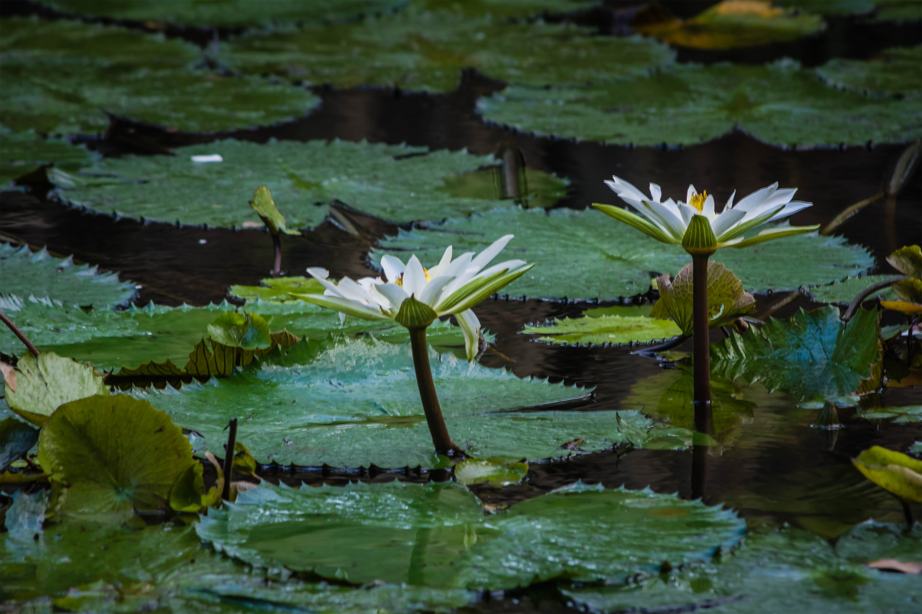 Waterlilies at Southbank