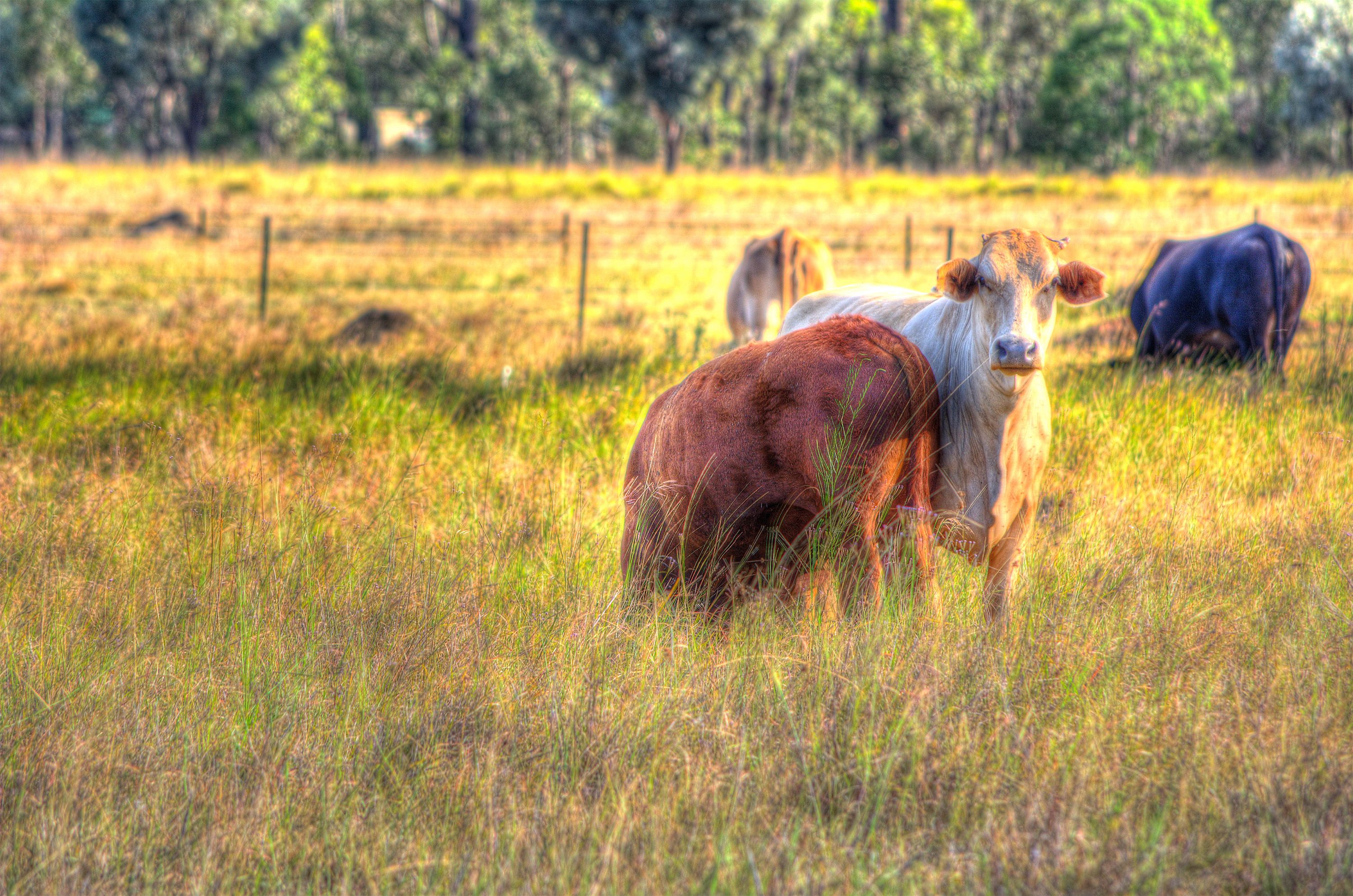 Cows on the side of Brisbane Valley Highway at Fernvale