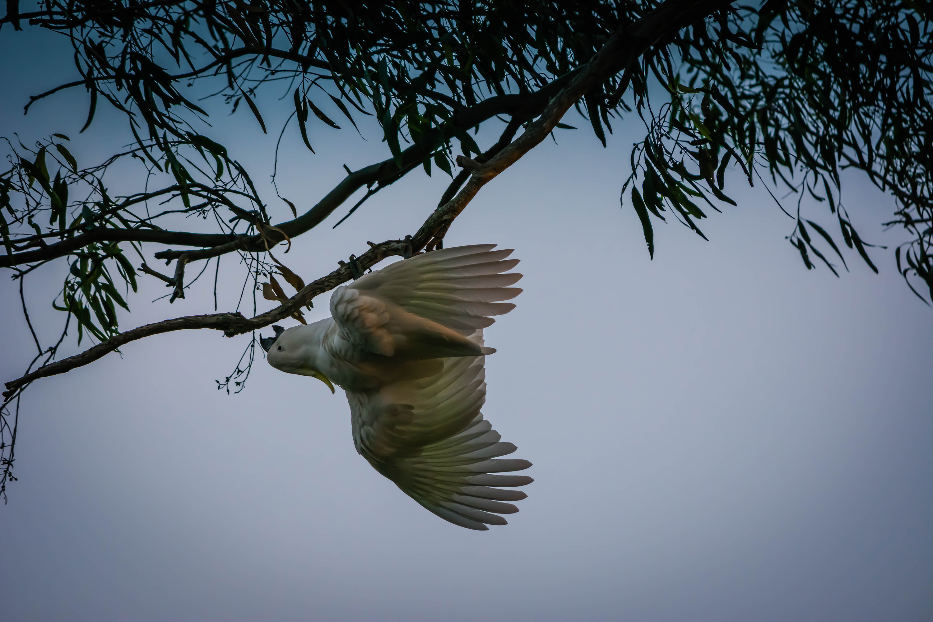 Cockatoo causing damage in the backyard