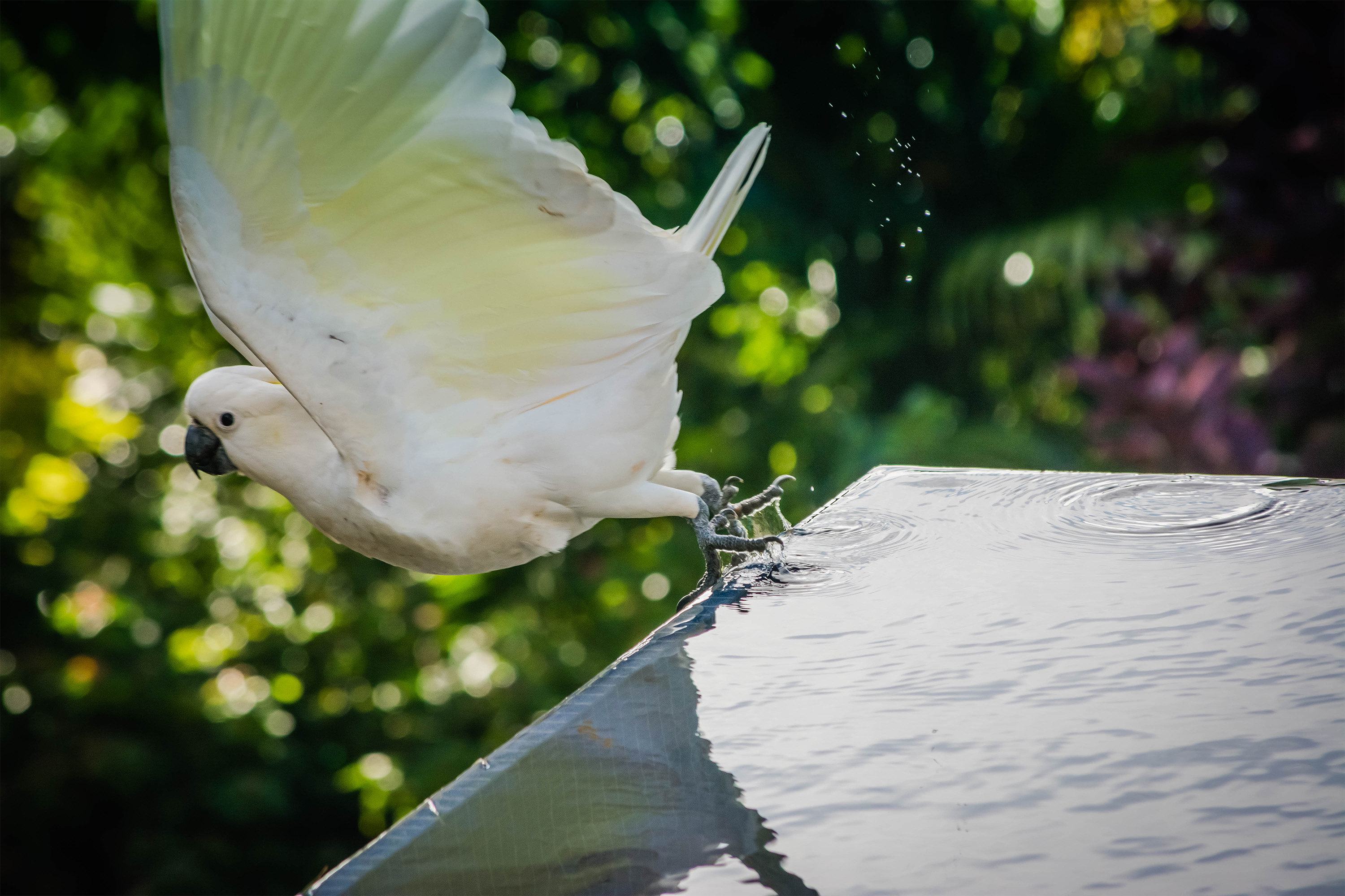 Cockatoo flies away after a swim