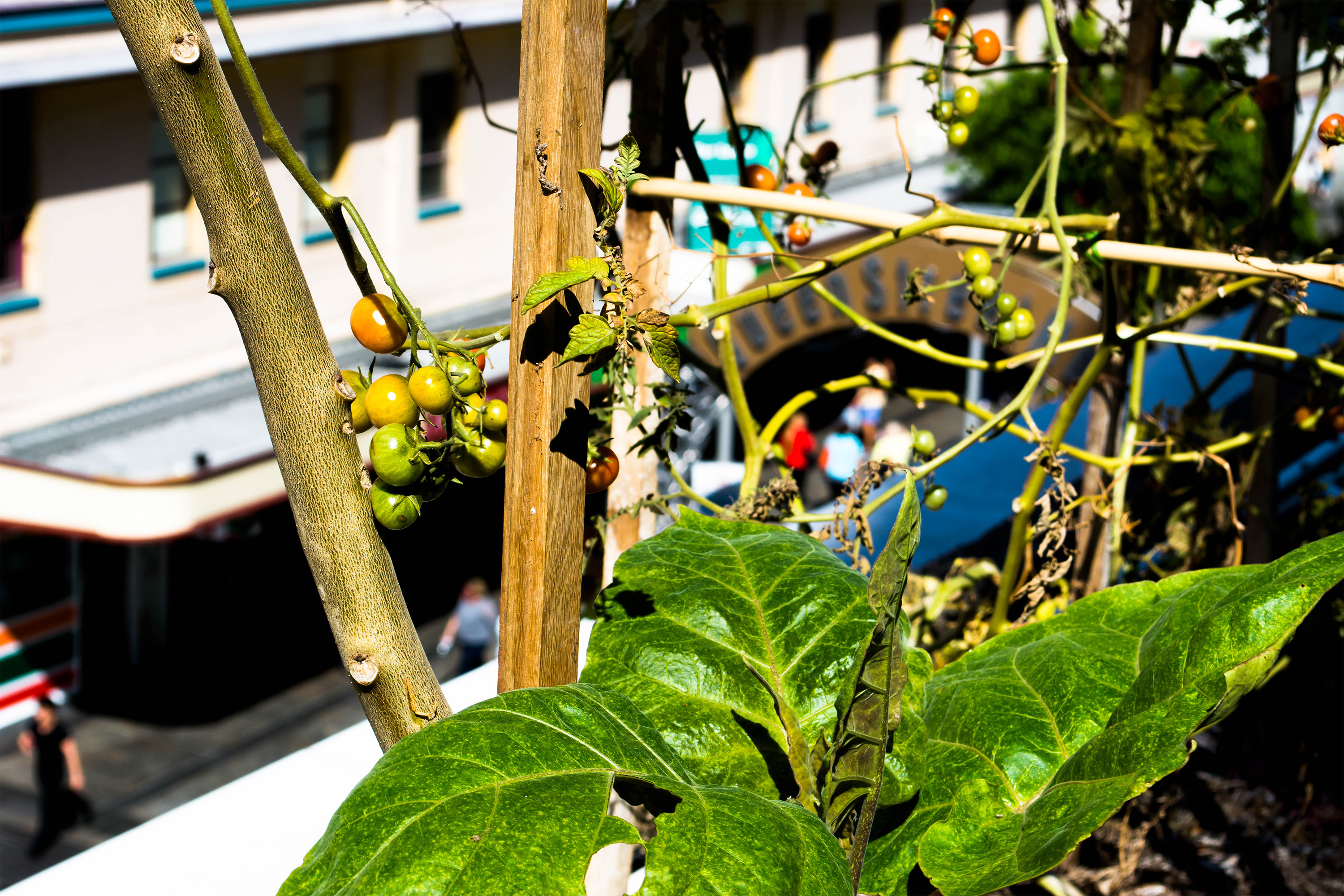 The roof top garden overlooking King George Square and parts of the Queen Street Mall part of the Architectus Offices