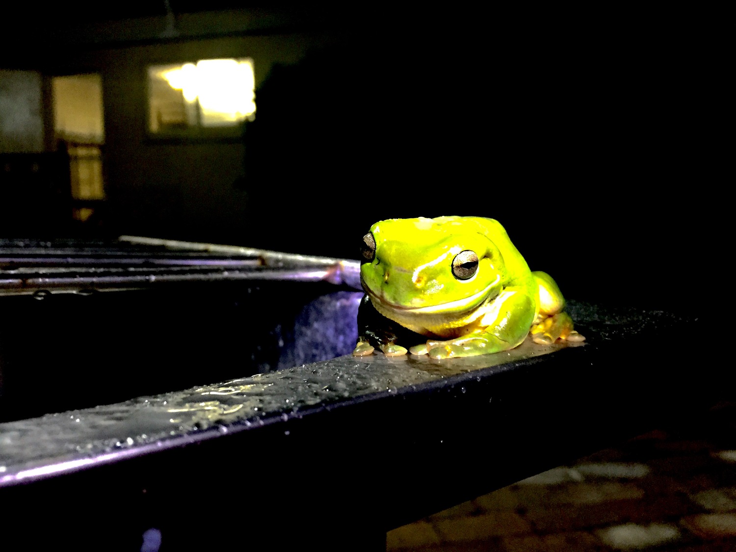 A frog near a dripping tap at night. Bucca Weir