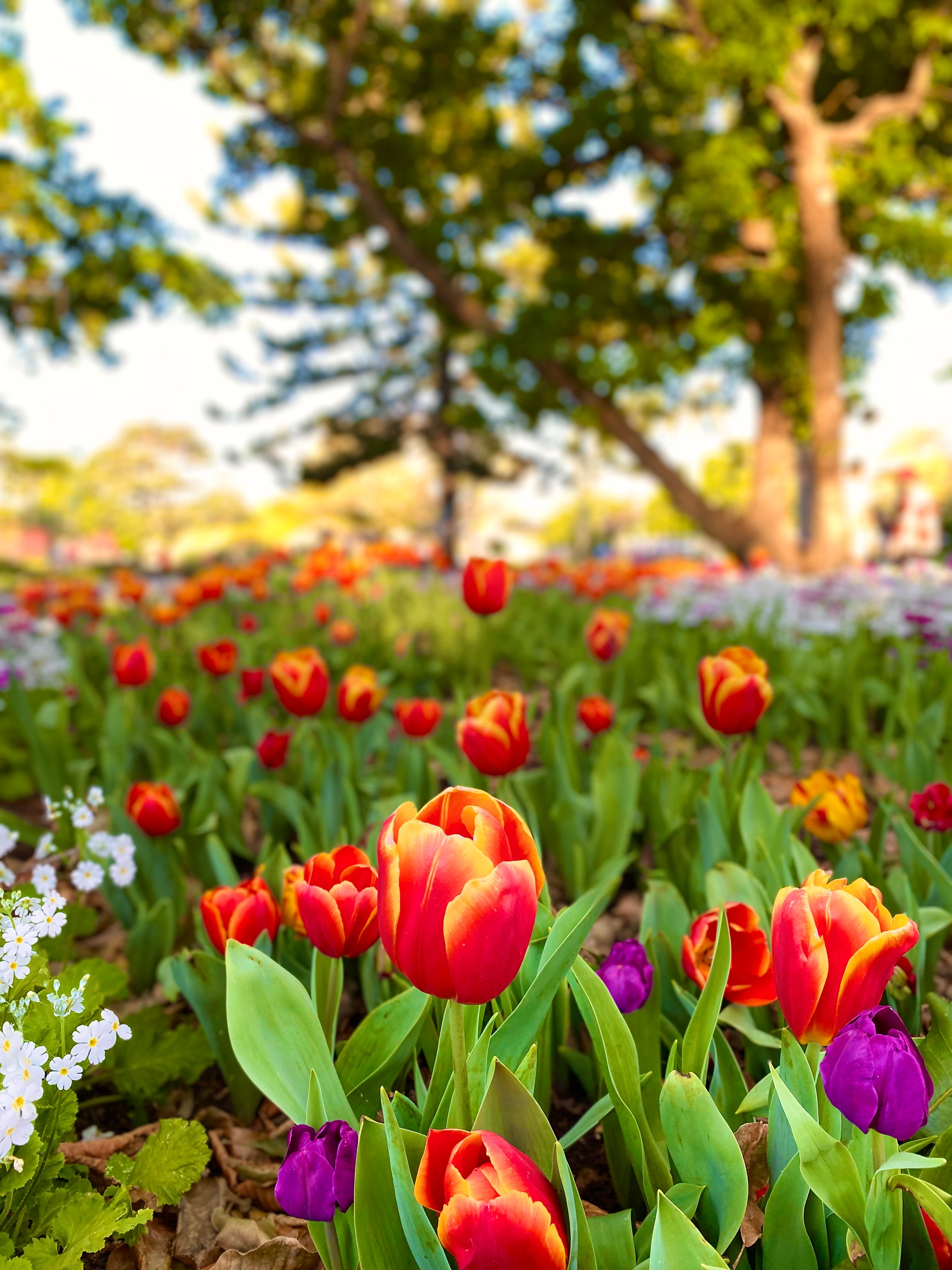 Tulips in the garden as part of the Toowoomba Carnival of Flowers 2021. Toowoomba, Queensland, Australia. 17 September 2021