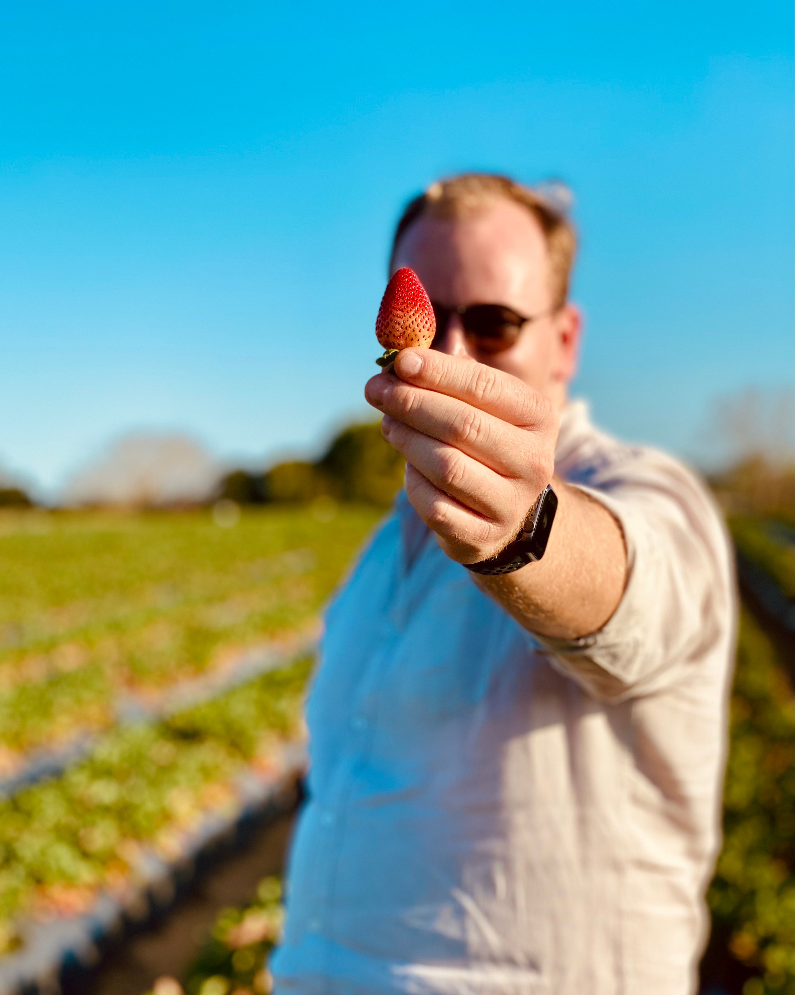 Picking strawberries in the feild at Luvaberry Farm.  Wamuran, Queensland, Australia. 19 September 2021.