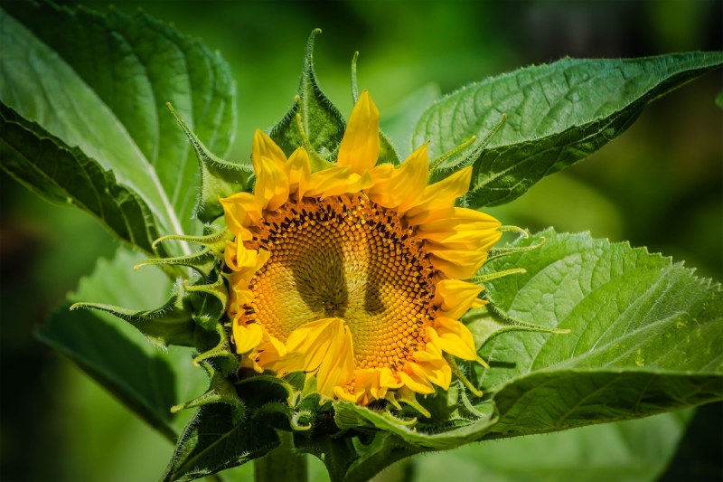 Sunflower! Did you know that the head of a sunflower consists of many individual flowers which mature into seeds, often in the hundreds, on a receptacle base!