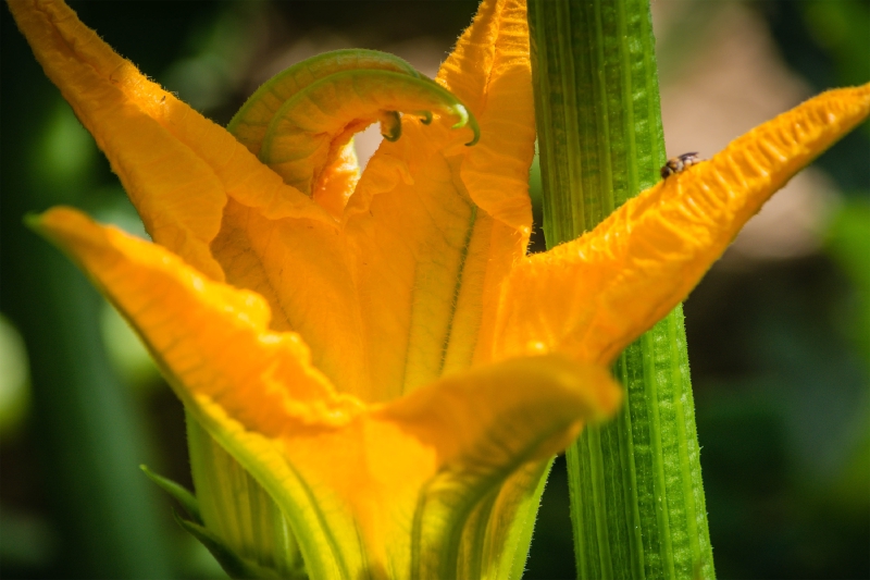 Zucchini flower's offer a subtle flavour, similar to that of young Zucchinis. It can be eaten raw or can be stuffed and cooked.