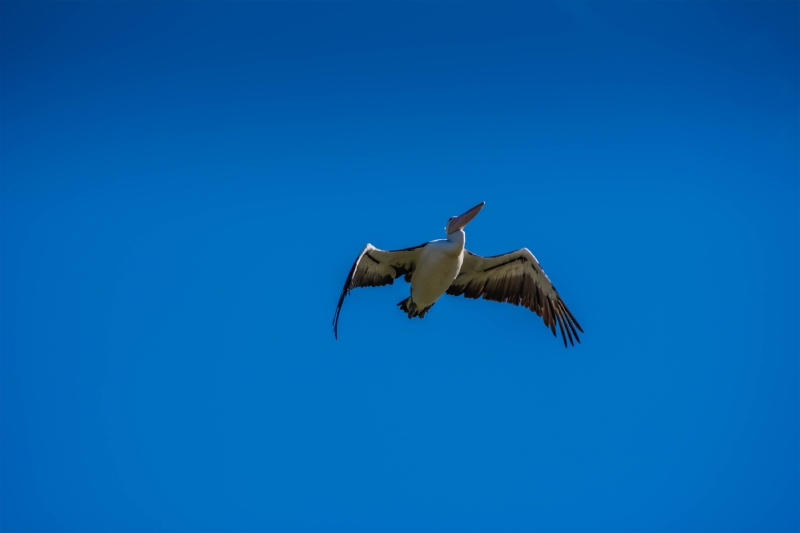 Pelican flying high above Wivenhoe Dam