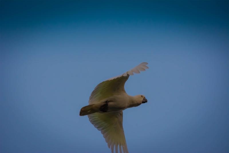 Cockatoo Flying