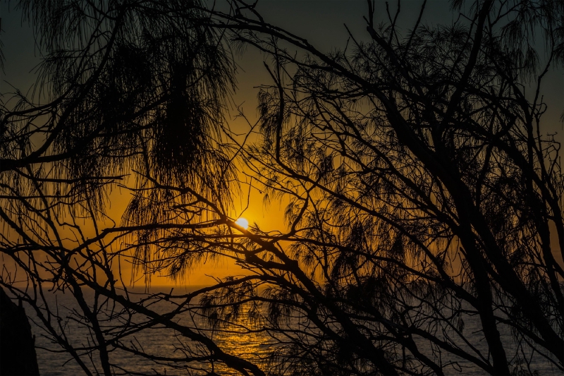 Sunrise Through The Trees at Point Cartwright, Queensland