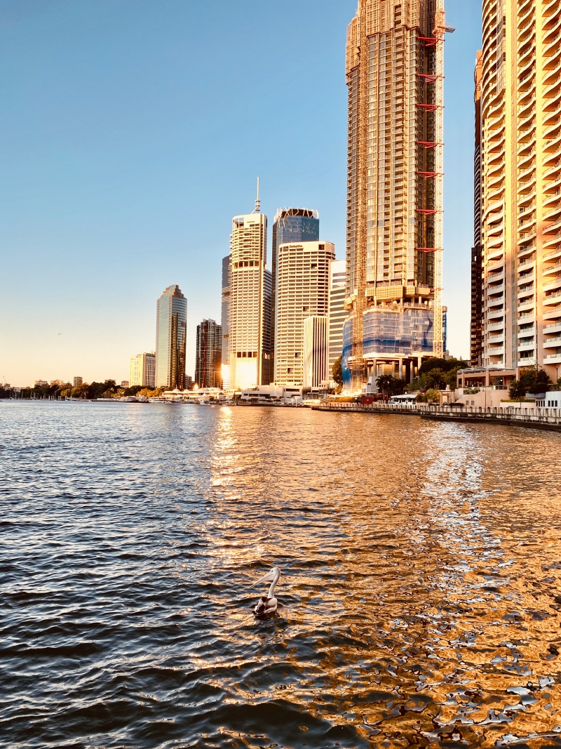 Pelican on the Brisbane River, with sunrise reflecting in the buildings. Brisbane, Queensland, Australia. 17 August 2021