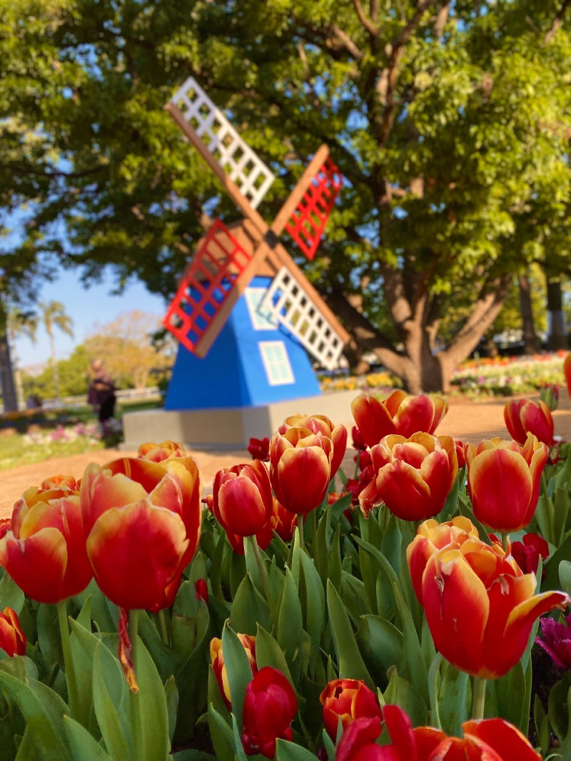 Tulips in the garden with a windmill in the background as part of the Toowoomba Carnival of Flowers 2021. Toowoomba, Queensland, Australia. 17 September 2021.